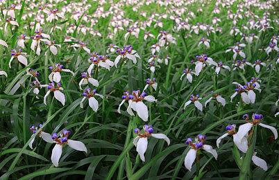 《绝地潜兵2》玩家解锁机甲速度太快 服务器压力山大